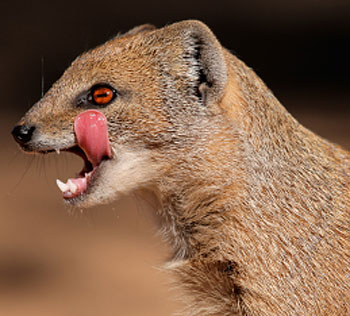 mongoose licking lips