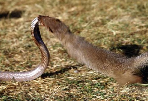 mongoose snake fight