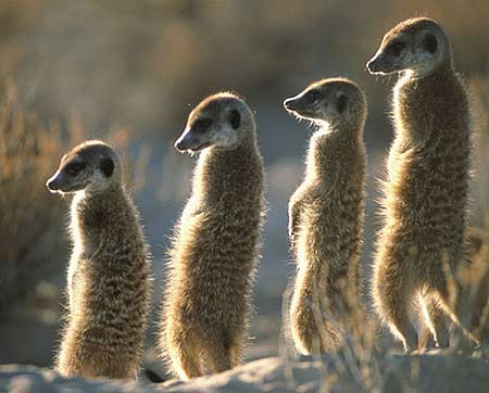 sentry standing meerkats