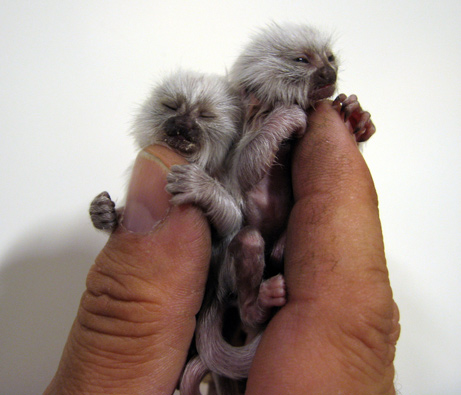 Albino Pygmy Marmoset Twins