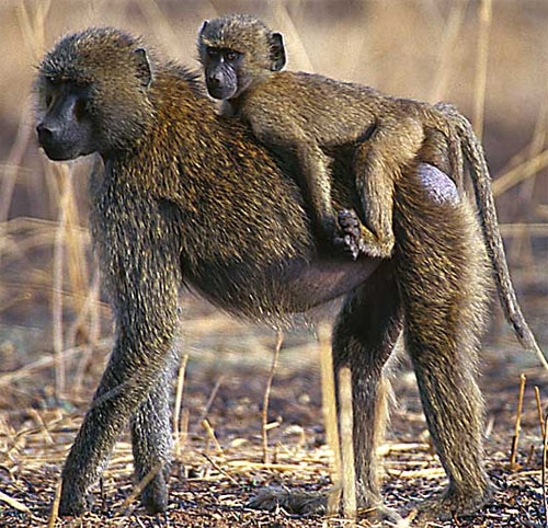 baboon mother baby