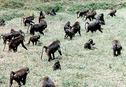 baboon troop