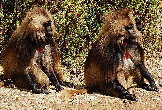 couple of gelada baboons