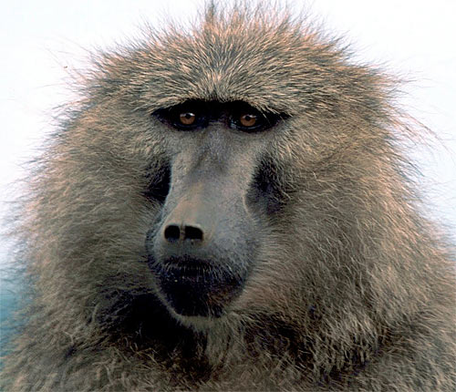 olive baboon head