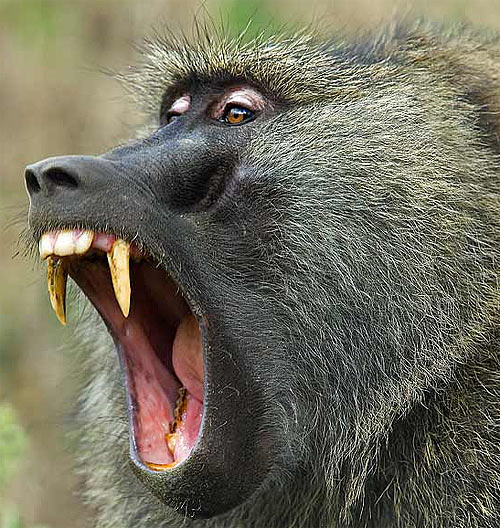 olive baboon teeth mouth