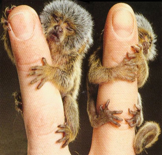 baby marmosets or finger puppets