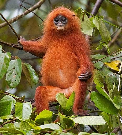 chillin tree red borneo monkey