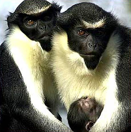 diana monkey family