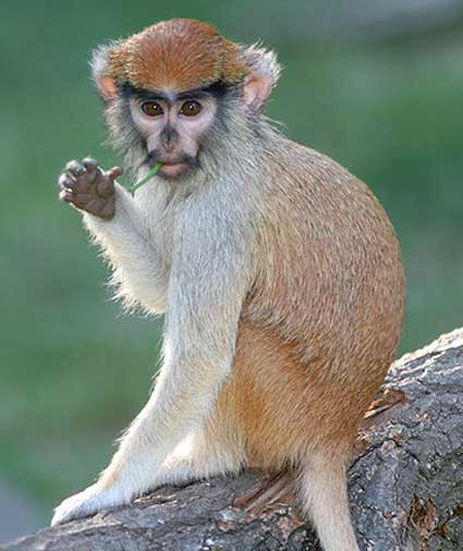 Patas monkey, Endangered Species, African Savannah, Social Groups