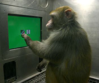 laboratory monkey