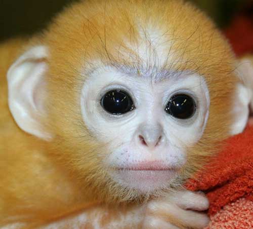 spectacled langur baby