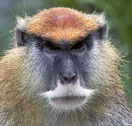 patas monkey close up