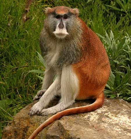 patas monkey sitting