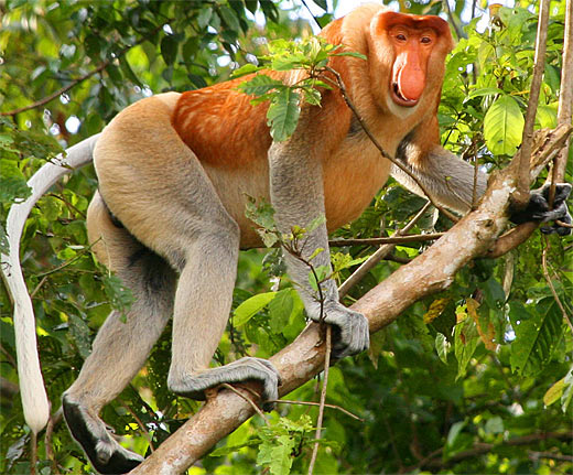 proboscis monkey male
