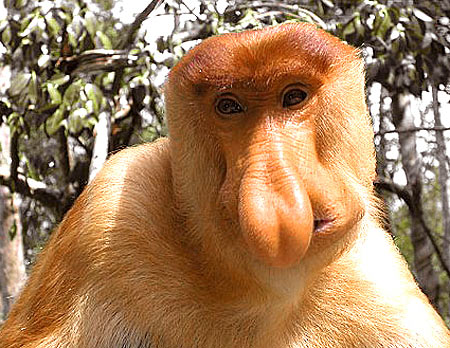 Proboscis Monkey - One Big Nose 