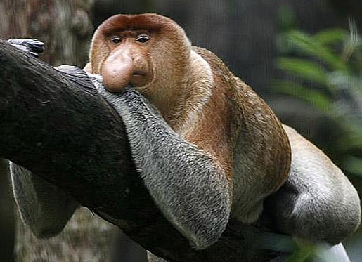 proboscis monkey relaxed