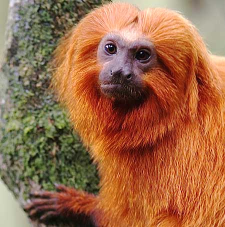 Orange Monkeys, Types of Orange-colored Monkeys