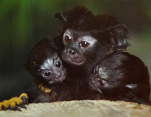 pair young with parent red handed monkeys
