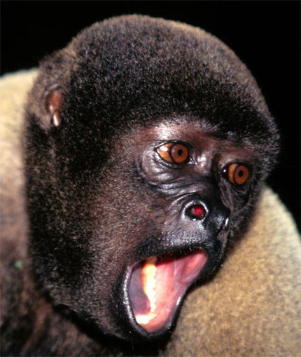 woolly monkey head