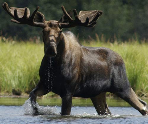 coniferous forest moose