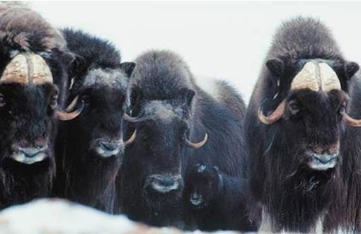 musk oxen in the snow