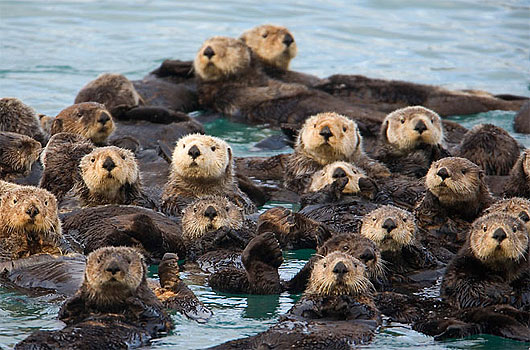 group raft sea mammals