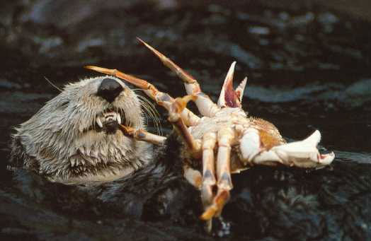 otter eating crab