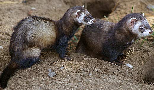 two polecats