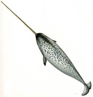 narwhal whale