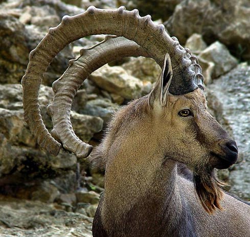 bearded ibex