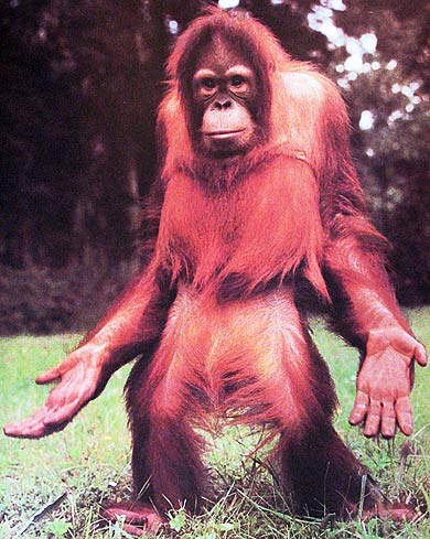 Orangutan showing hands