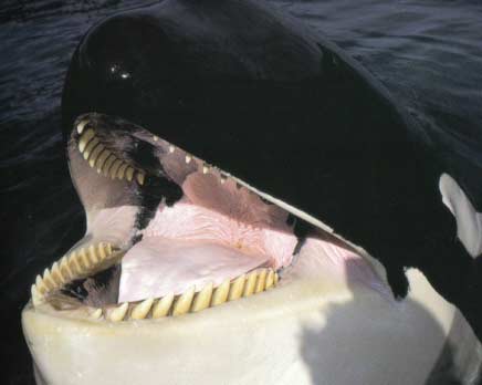 killer orca whale teeth