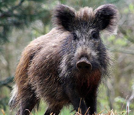 scruffy wild boar