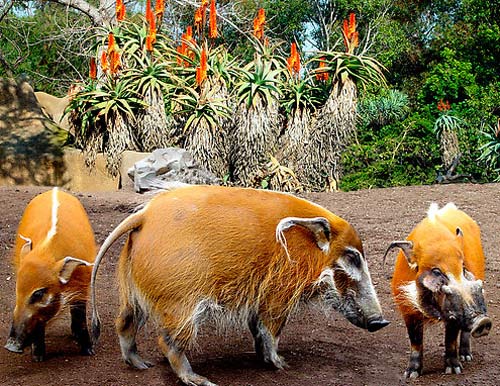 three orange bush pigs