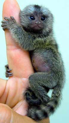 pygmy marmosets for sale