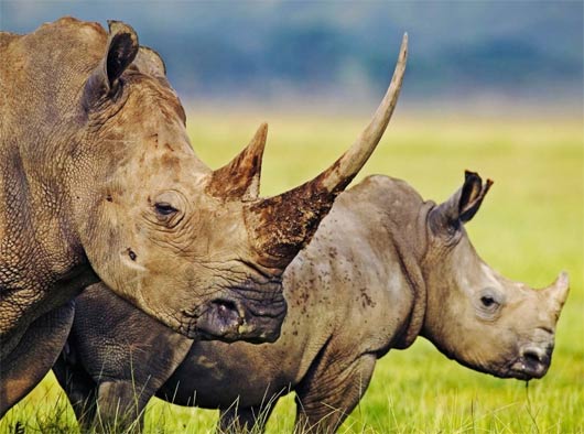 large rhinos