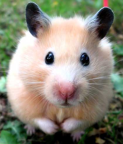 biege hamster black ears