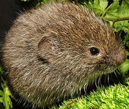 Lemming  Pet birds, Zoo animals, Mammals