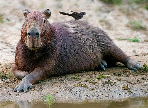 Capybara - The World's Largest Rodent 