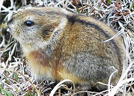 Brown Lemming