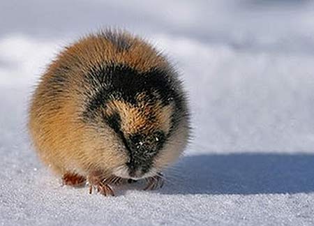 Wood lemming, rodent