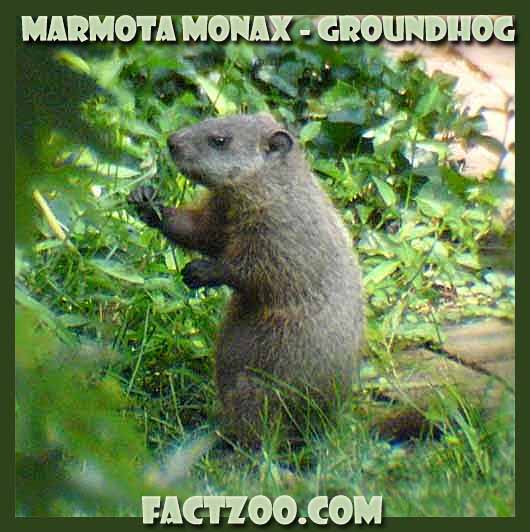 how much would a woodchuck chuck
