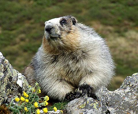 hoary marmot dramatic light