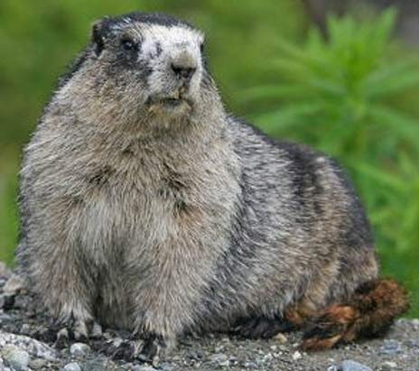 hoary marmot dramatic