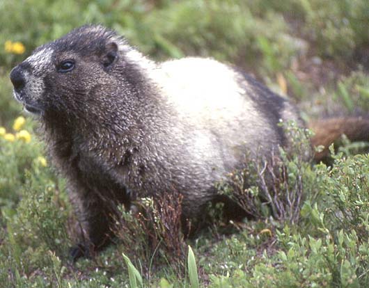hoary marmot handsome