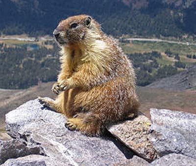 hoary marmot on lookout