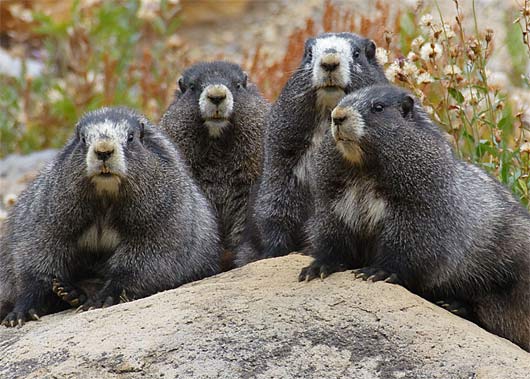 hoary marmots groud squirrels