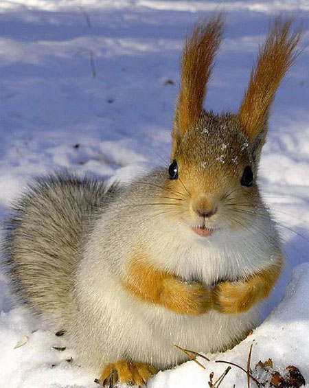 long eared squirrel snow