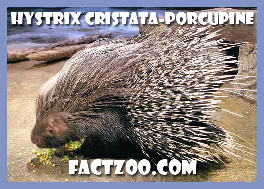 crested porcupine