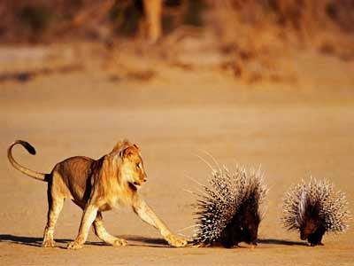 porcupine quills fend off lion